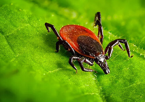 tick with lyme disease tick with lyme disease
